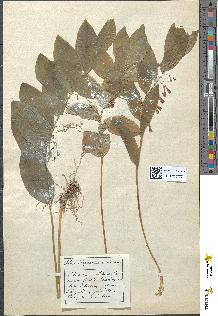 spécimen de Polygonatum multiflorum