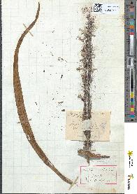 spécimen de Asphodelus albus