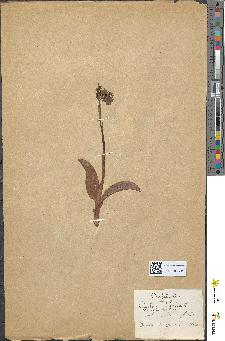 spécimen de Orchis bifolia