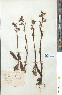 spécimen de Ophrys aranifera