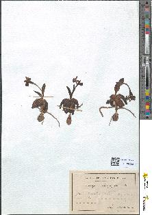 spécimen de Ophrys aranifera