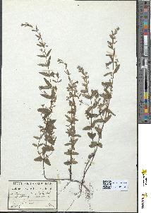 spécimen de Scutellaria minor