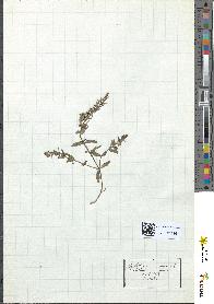 spécimen de Scutellaria minor