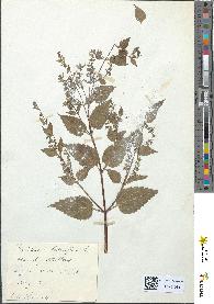spécimen de Scutellaria lateriflora