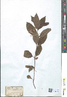 spécimen de Melittis melissophyllum