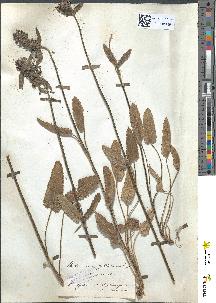 spécimen de Betonica officinalis