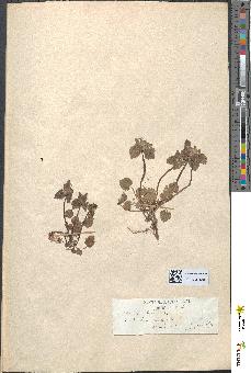 spécimen de Lamium album
