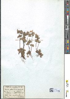 spécimen de Lamium amplexicaule