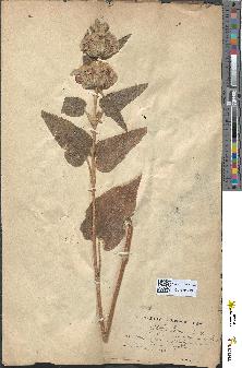 spécimen de Phlomis lychnitis