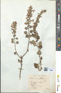 spécimen de Teucrium flavum