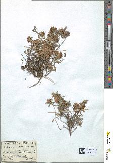 spécimen de Teucrium montanum