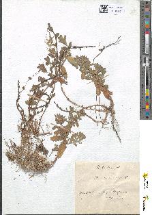 spécimen de Teucrium scordium