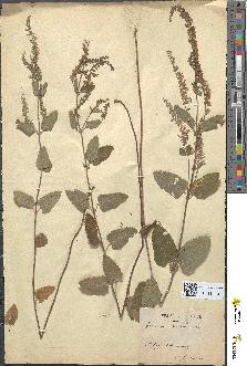 spécimen de Teucrium scorodonia
