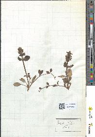 spécimen de Ajuga reptans