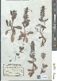 spécimen de Ajuga genevensis