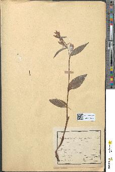spécimen de Cephalanthera rubra