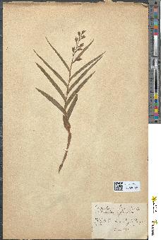 spécimen de Cephalanthera ensifolia