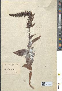 spécimen de Epipactis latifolia