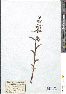 spécimen de Epipactis latifolia