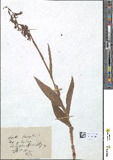 spécimen de Epipactis palustris