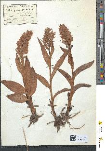 spécimen de Orchis latifolia