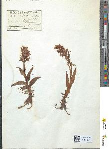 spécimen de Orchis latifolia
