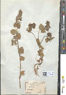 spécimen de Stachys hirta