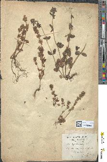spécimen de Stachys arvensis