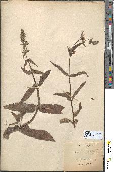 spécimen de Stachys hirta