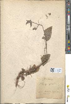 spécimen de Stachys hirta