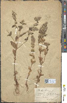 spécimen de Stachys alpina