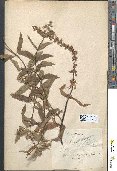 spécimen de Stachys alpina