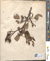 spécimen de Alnus sp.