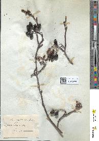 spécimen de Alnus glutinosa