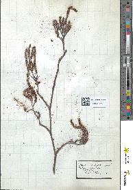 spécimen de Alnus glutinosa