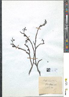spécimen de Alnus glutinosa