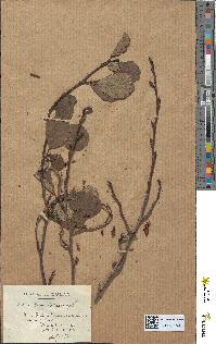 spécimen de Alnus glutinosa