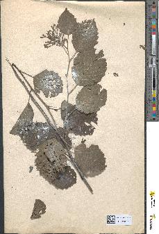 spécimen de Alnus glutinosa