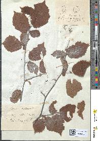 spécimen de Corylus avellana