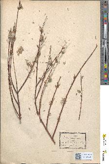 spécimen de Salix reticulata