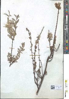 spécimen de Salix reticulata