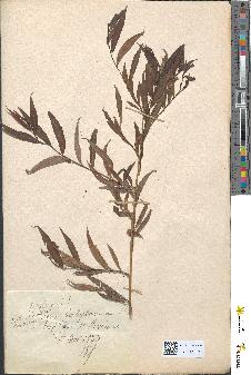 spécimen de Salix reticulata