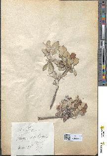 spécimen de Quercus ilex