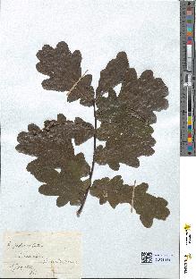 spécimen de Quercus pedunculata