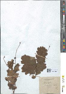 spécimen de Quercus pedunculata