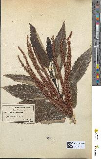 spécimen de Castanea vulgaris