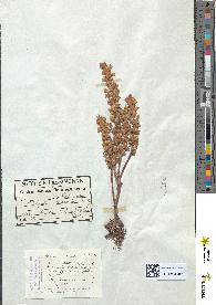 spécimen de Phelipaea ramosa