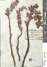 spécimen de Orobanche galii