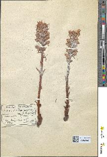 spécimen de Orobanche amethystea