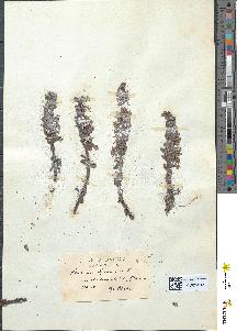 spécimen de Lathraea squamaria